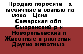 Продаю поросята 4-х месячные и свинью на мясо › Цена ­ 3 000 - Самарская обл., Сызранский р-н, Новорепьевский п. Животные и растения » Другие животные   